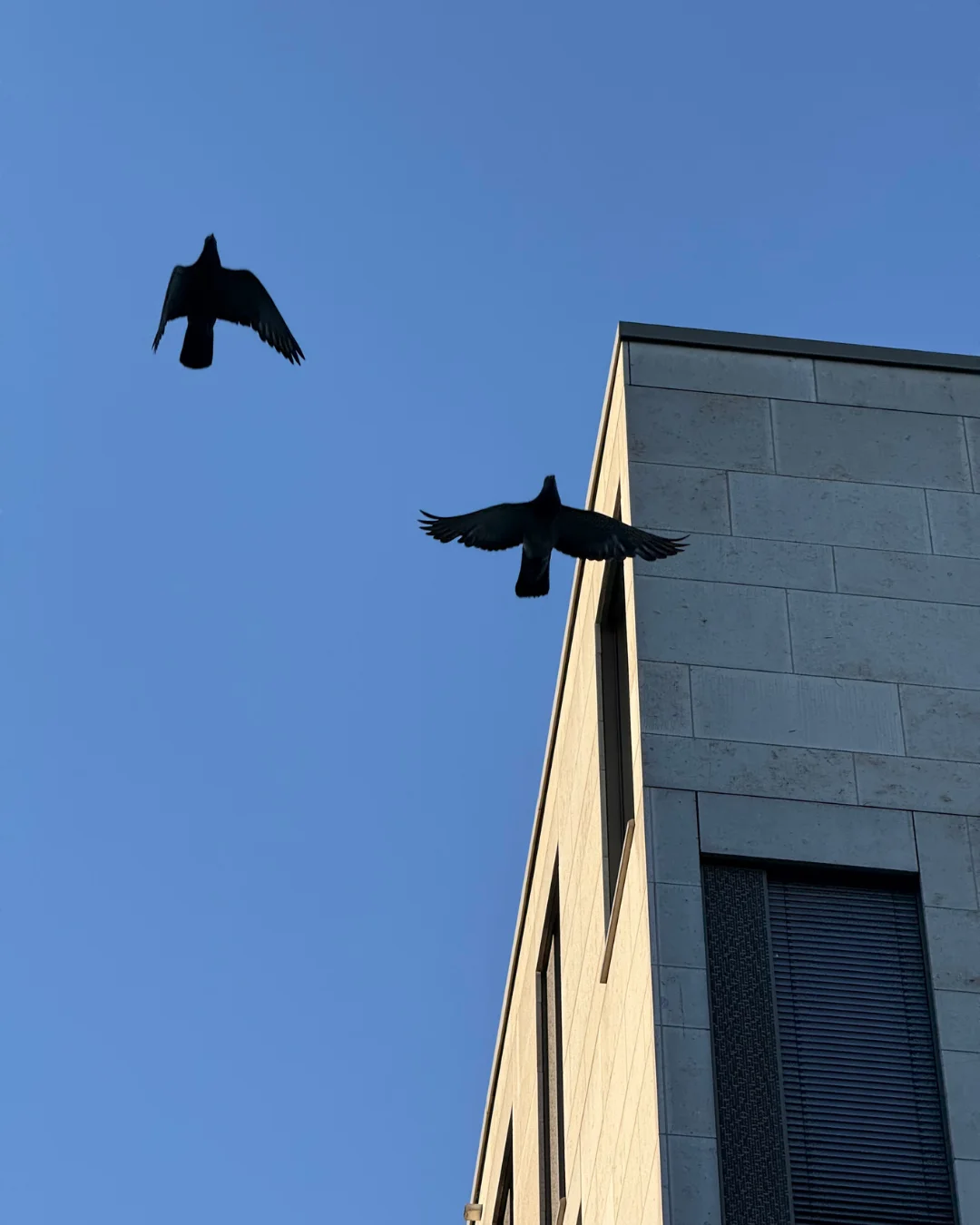 Zwei Vögel über einem Institutsgebäude